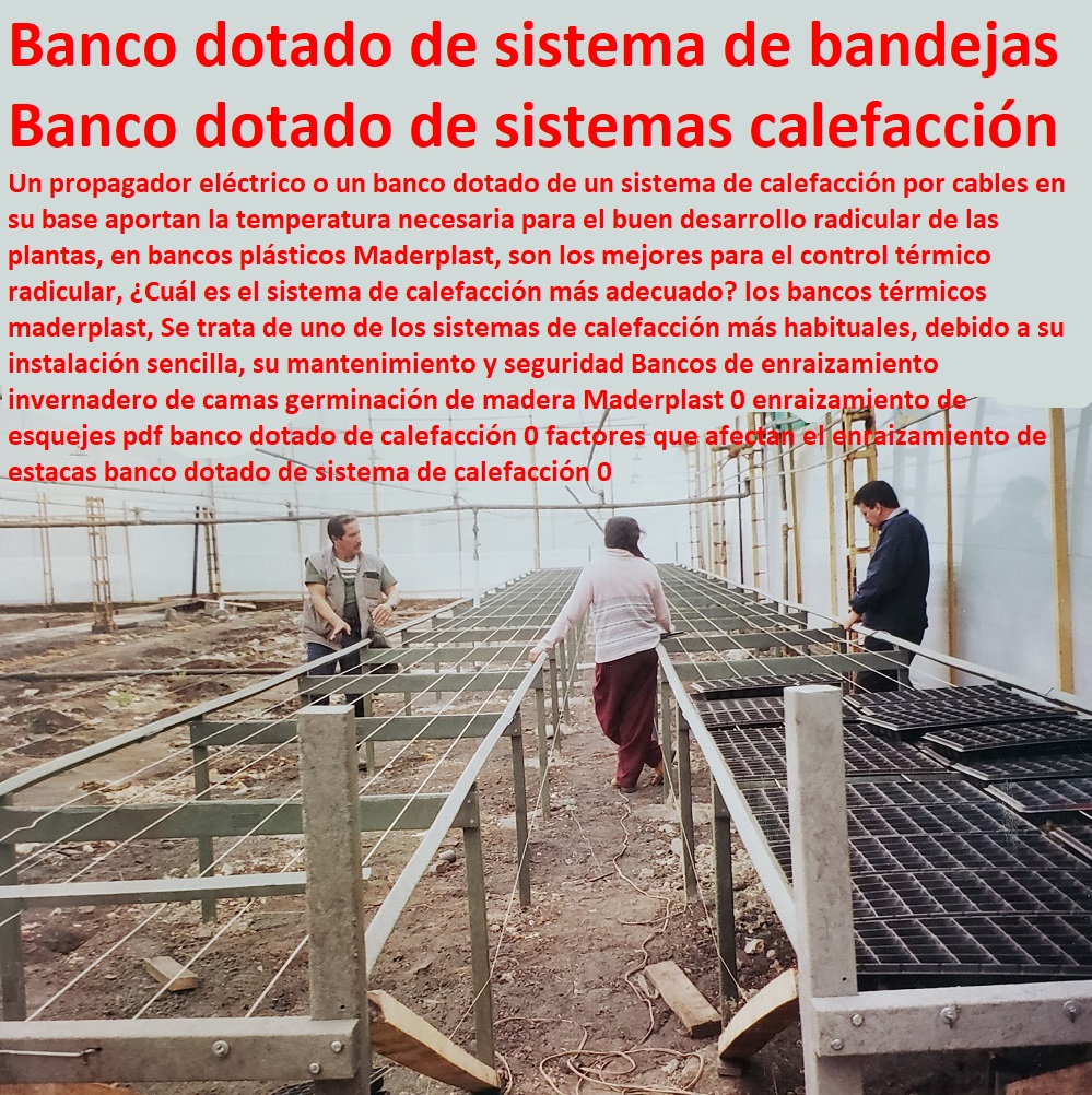 Bancos de enraizamiento invernadero de camas germinación de madera Maderplast 0 enraizamiento de esquejes pdf banco dotado de calefacción 0 factores que afectan el enraizamiento de estacas banco dotado de sistema de calefacción 0 Bancos de enraizamiento invernadero de camas germinación de madera Maderplast 0 enraizamiento de esquejes pdf banco dotado de calefacción 0 INVERNADEROS, SEMILLEROS, BANCOS DE SIEMBRA, Hidroponía, Agricultura, Cosecha, Poscosecha, Tutores para Flores cable vía Bananas Aromáticas, Cultivos Tecnificados, factores que afectan el enraizamiento de estacas banco dotado de sistema de calefacción 0